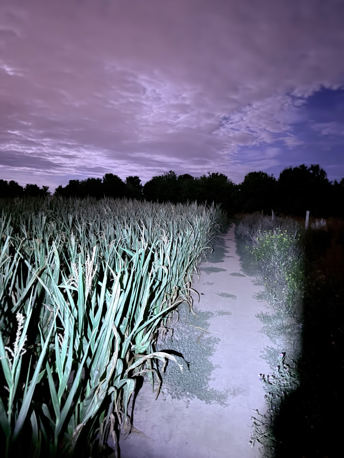 Ein schmaler Laufweg zwischen Feldern im Licht einer Stirnlampe bei Nacht
